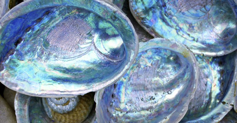 What is Mother of Pearl-Everything You Need to Know -1